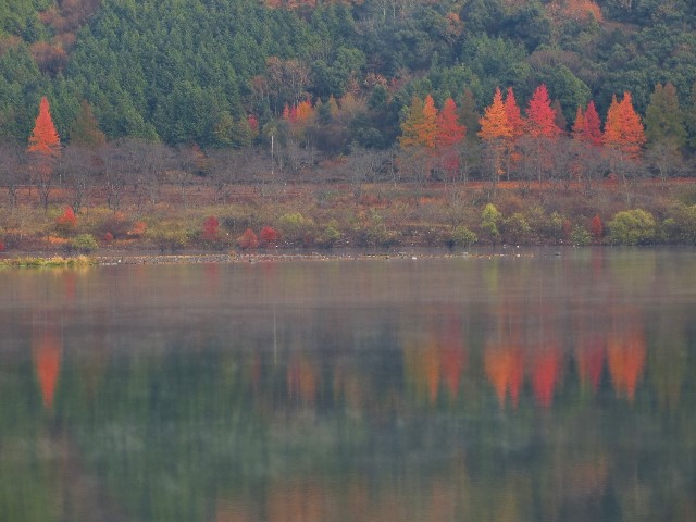土師ダムの紅葉