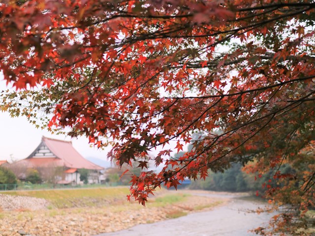 唯称庵跡のカエデ林