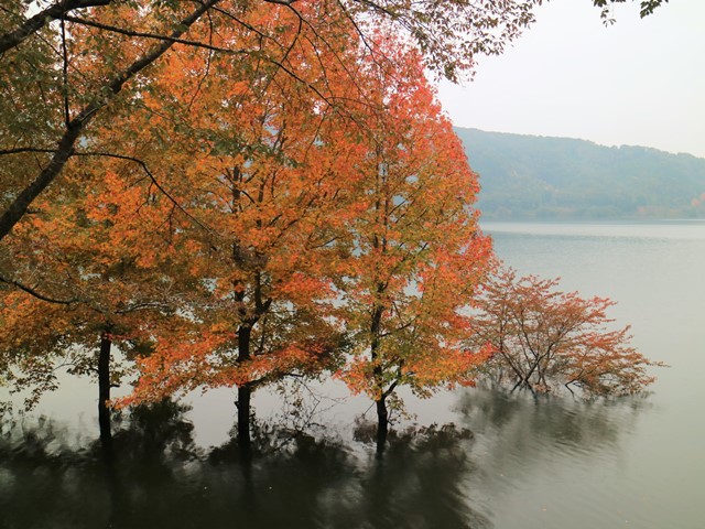 土師ダムの紅葉、モミジバフウ