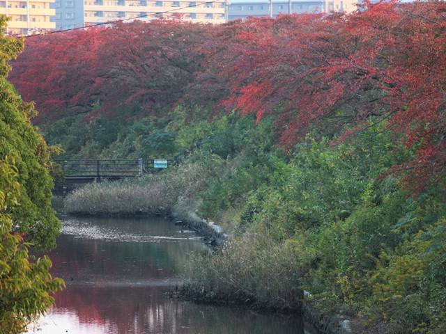 住吉堤防敷、秋の桜並木