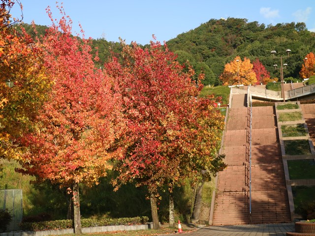 竜王公園の紅葉