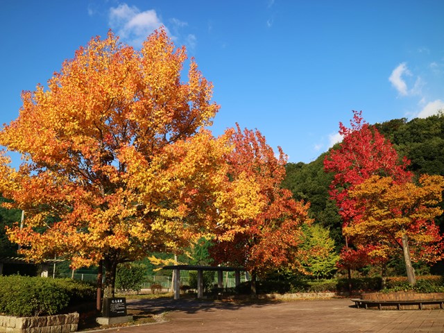 竜王公園の紅葉