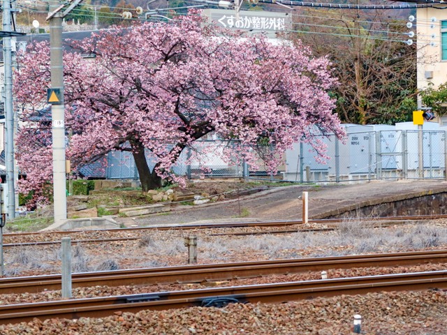 ＪＲ海田市駅の緋寒桜